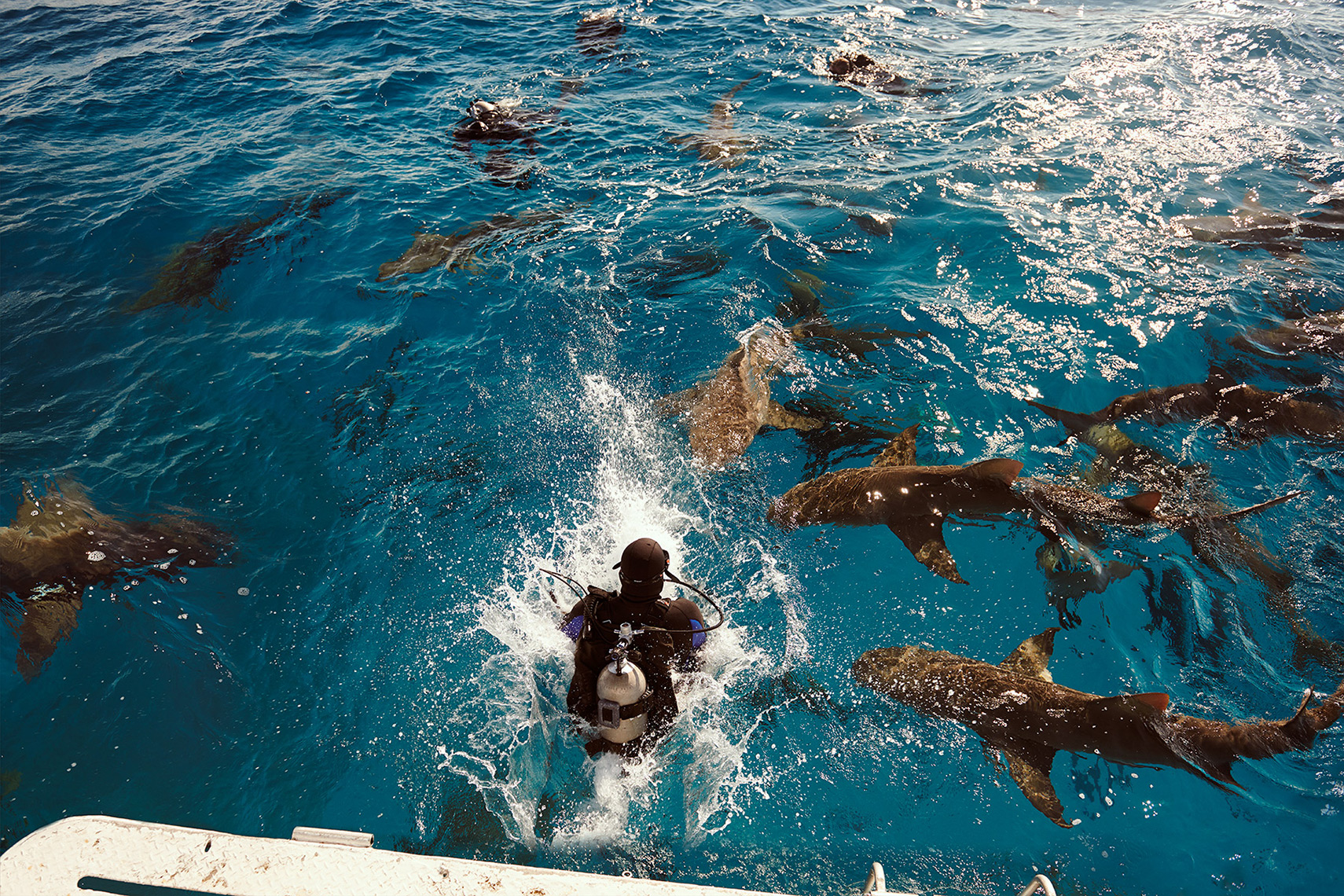 doppelgatz_sharks_023